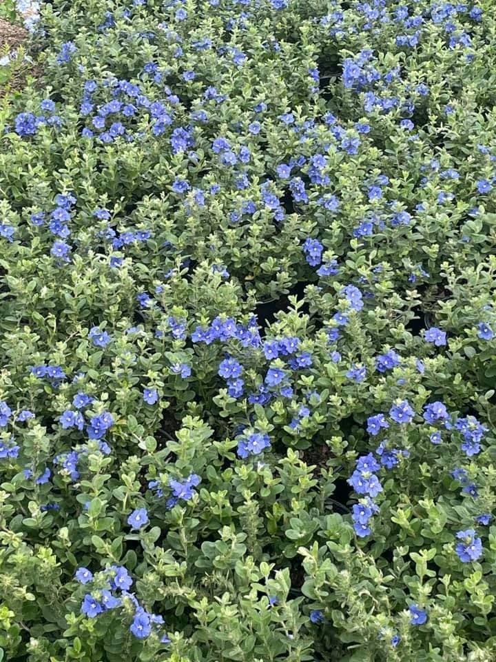 A mound of small blue flowers over silvery foliage